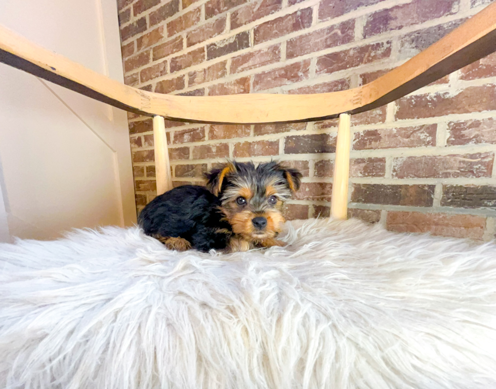 Yorkshire Terrier Puppy for Adoption