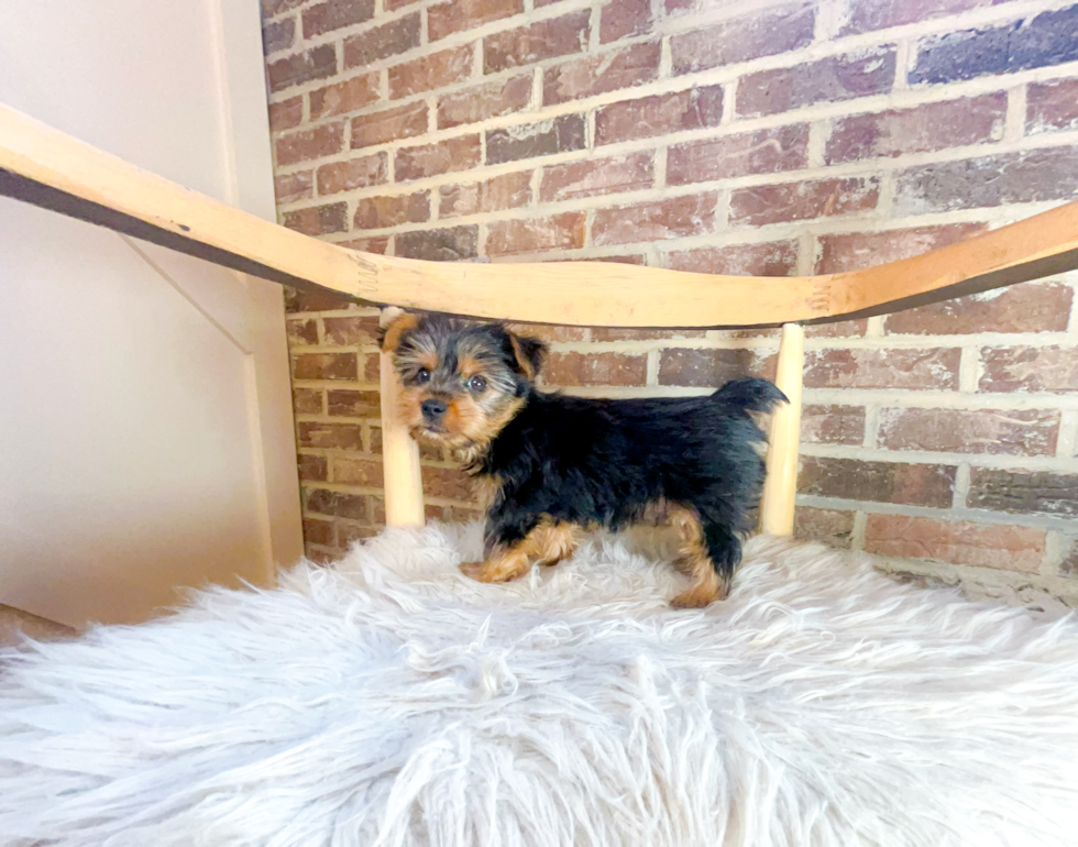 Cute Yorkie Purebred Puppy