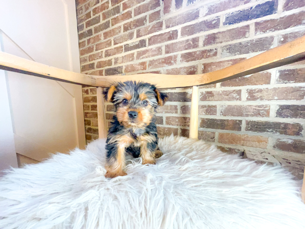 Yorkshire Terrier Pup Being Cute