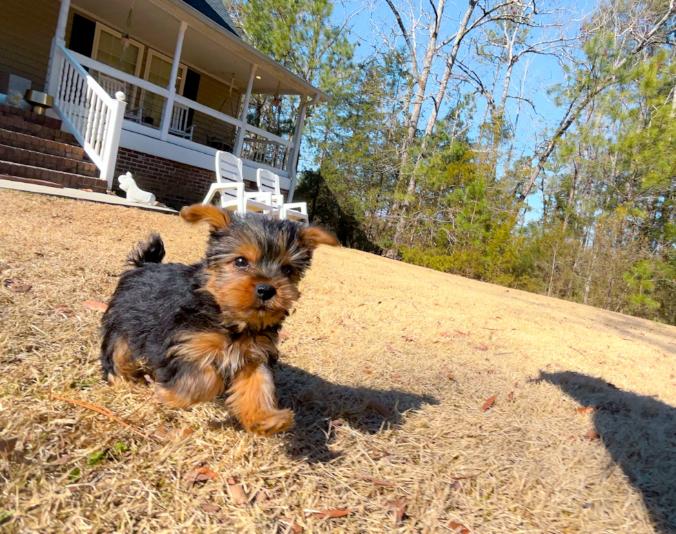 Yorkshire Terrier Pup Being Cute