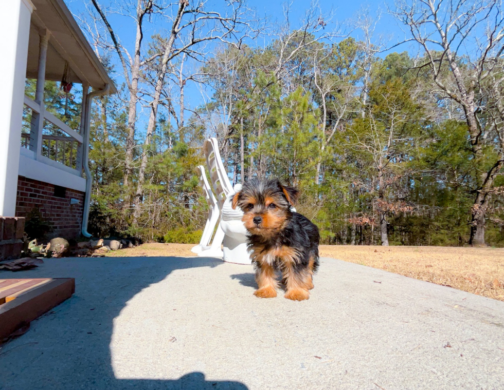 Cute Yorkshire Terrier Baby