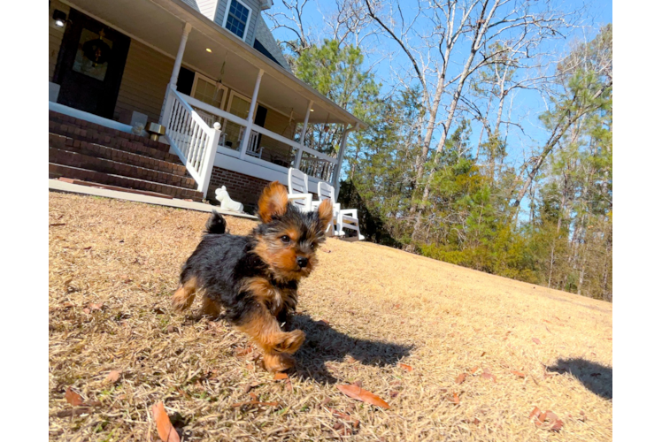 Yorkshire Terrier Pup Being Cute