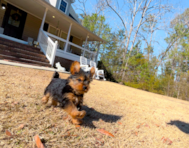 10 week old Yorkshire Terrier Puppy For Sale - Simply Southern Pups