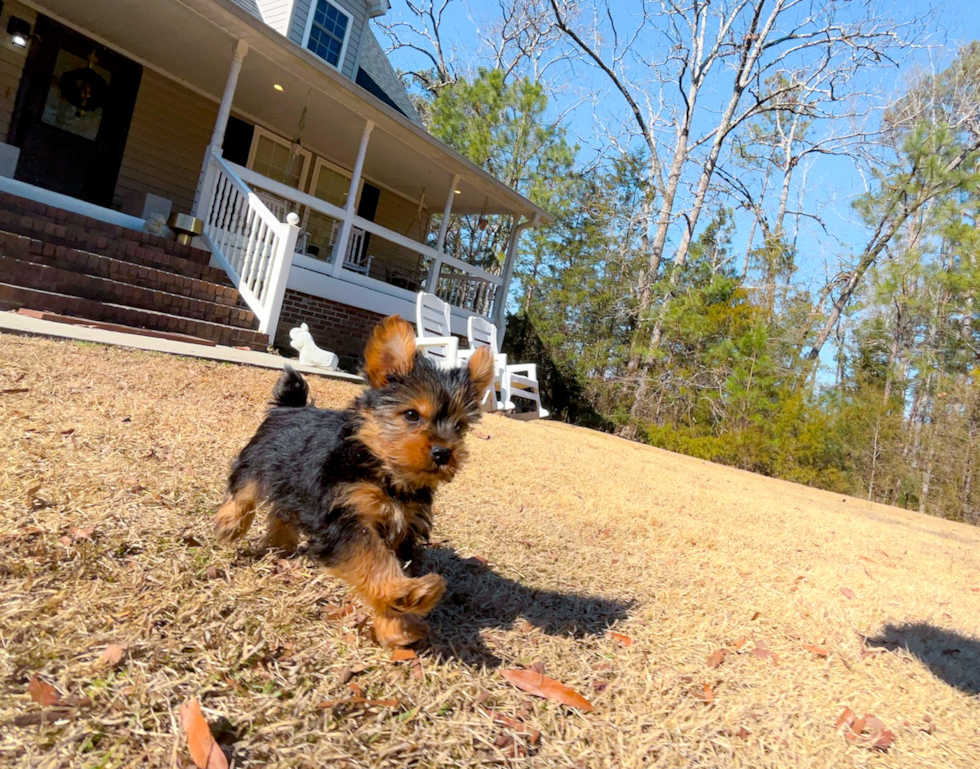 Yorkshire Terrier Pup Being Cute