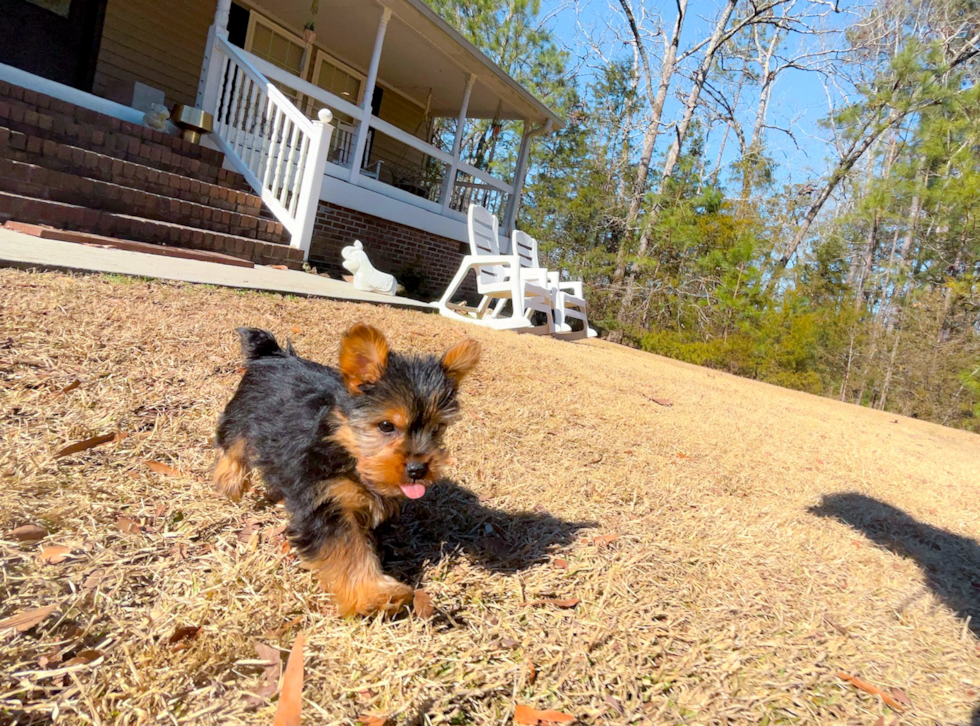 Cute Yorkie Purebred Puppy