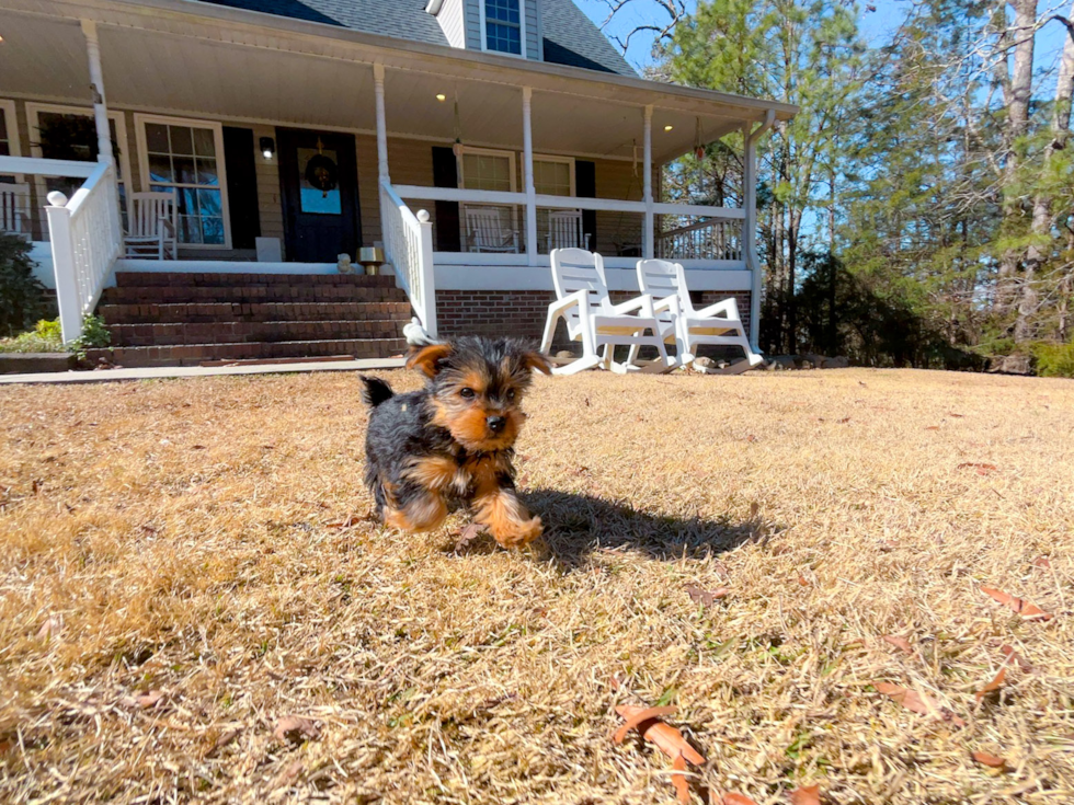 Cute Yorkie Purebred Puppy
