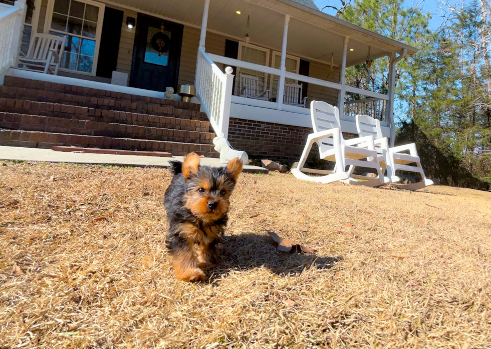 Best Yorkshire Terrier Baby