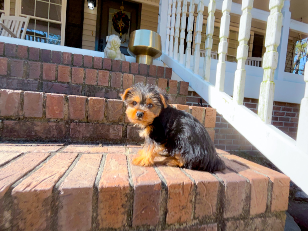 Yorkshire Terrier Puppy for Adoption