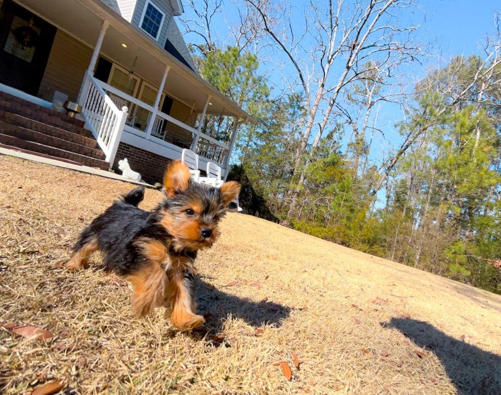 Cute Yorkshire Terrier Baby