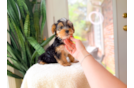 Yorkshire Terrier Puppy for Adoption