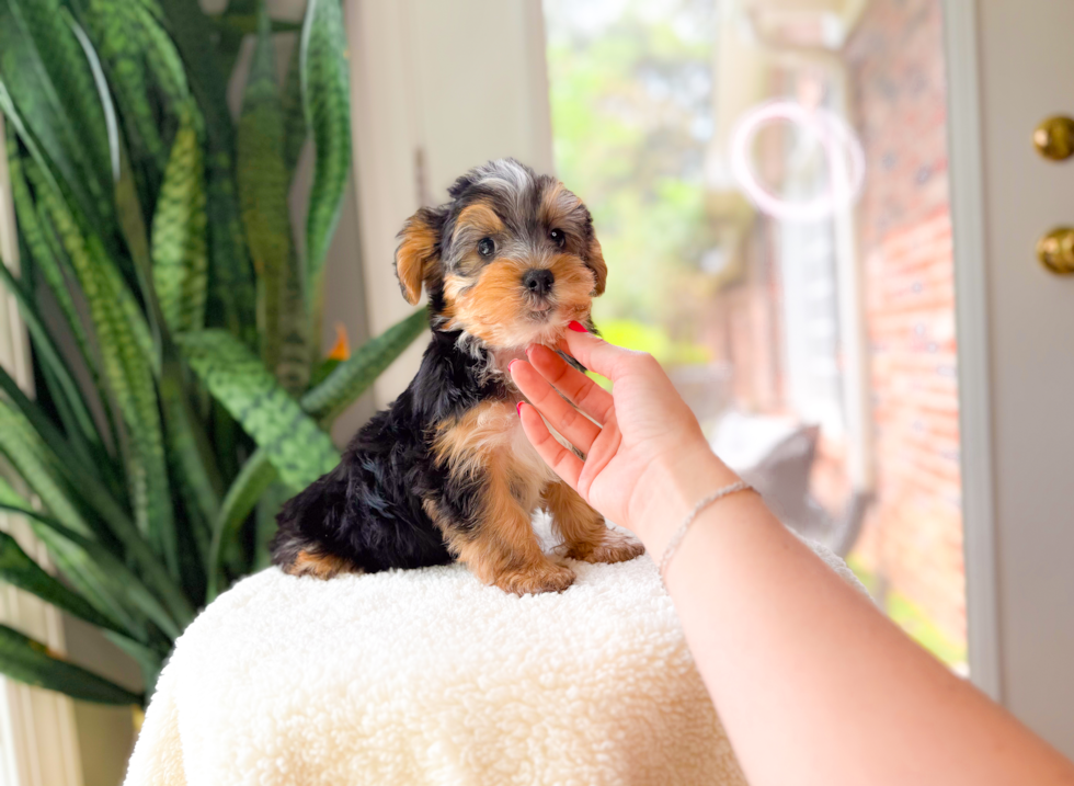 Yorkshire Terrier Puppy for Adoption