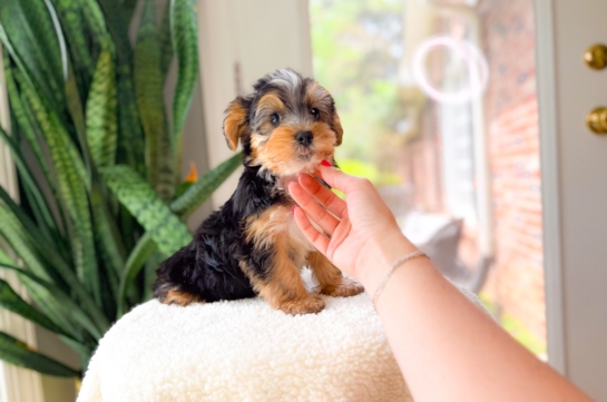 Yorkshire Terrier Puppy for Adoption