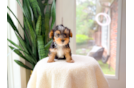 Cute Yorkshire Terrier Purebred Pup