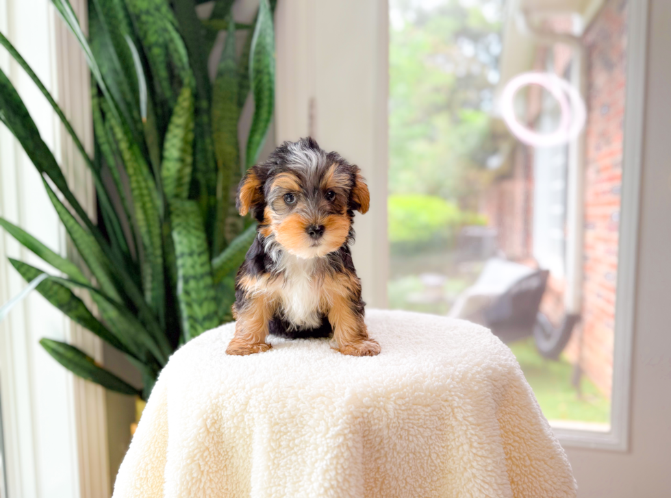 Cute Yorkshire Terrier Purebred Pup