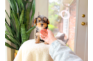 Yorkshire Terrier Puppy for Adoption