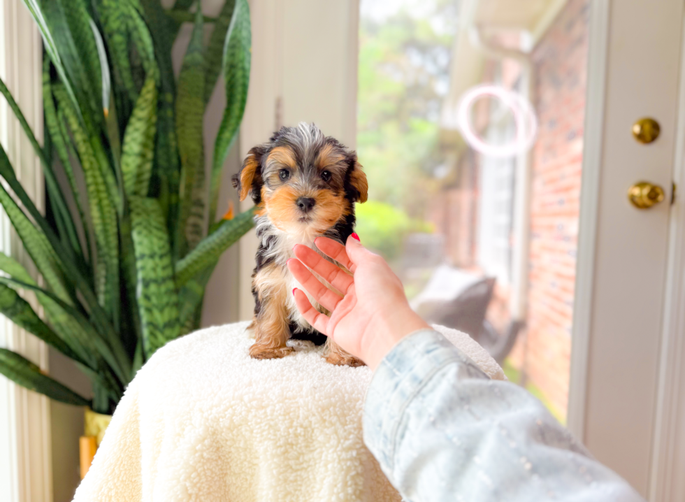 Yorkshire Terrier Puppy for Adoption