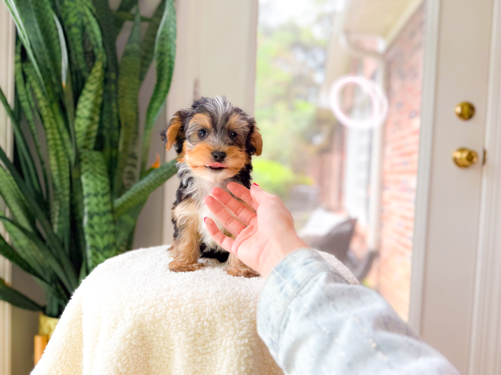 Cute Yorkshire Terrier Baby
