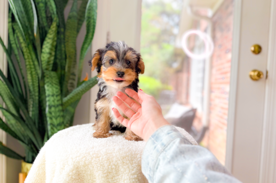 Cute Yorkshire Terrier Baby