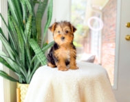 8 week old Yorkshire Terrier Puppy For Sale - Simply Southern Pups