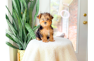 Yorkshire Terrier Puppy for Adoption