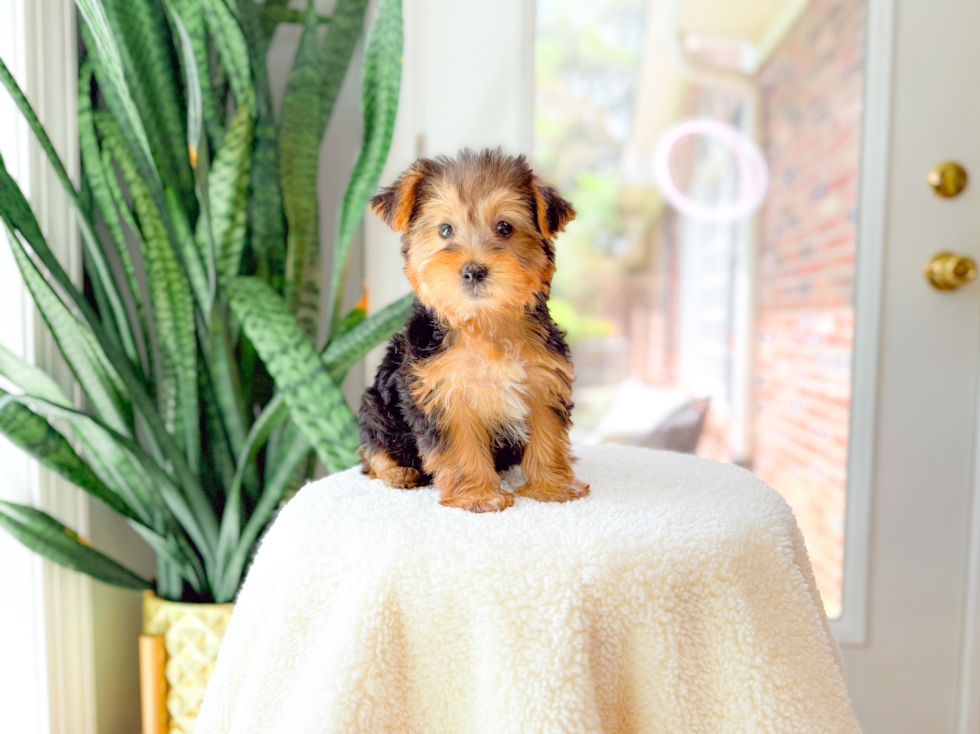 Yorkshire Terrier Puppy for Adoption