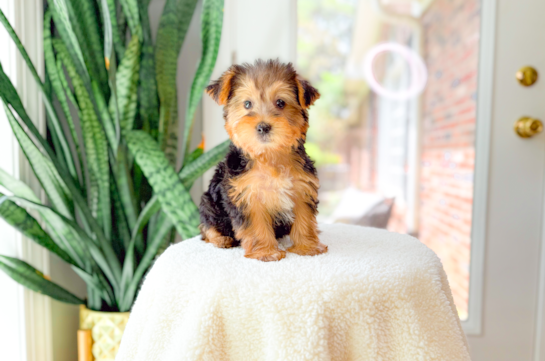 Yorkshire Terrier Puppy for Adoption