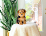 9 week old Yorkshire Terrier Puppy For Sale - Simply Southern Pups