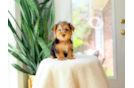 Cute Yorkshire Terrier Baby