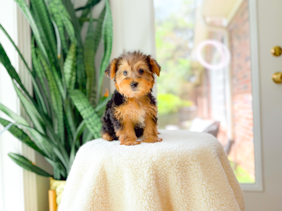 Cute Yorkshire Terrier Baby