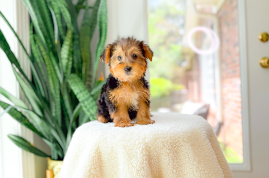 Cute Yorkshire Terrier Baby