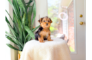 Cute Yorkshire Terrier Baby