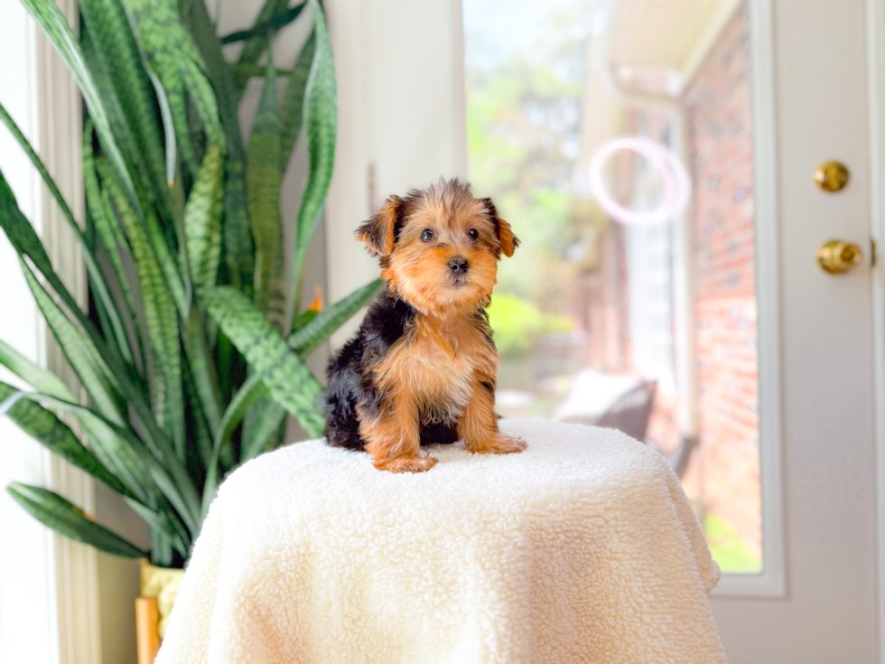 Cute Yorkshire Terrier Baby