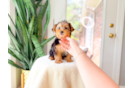 Cute Yorkie Purebred Puppy