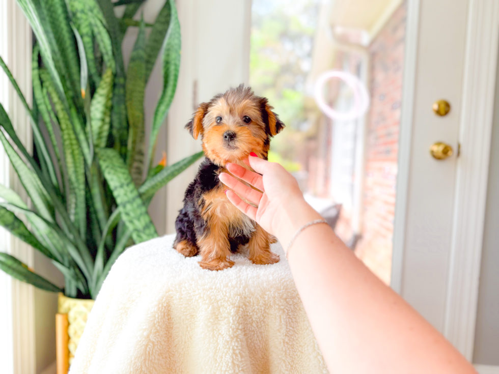 Cute Yorkie Purebred Puppy