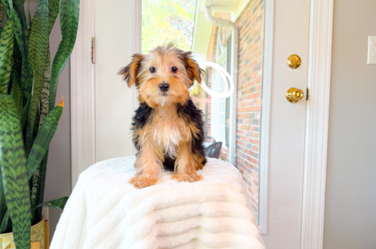 Yorkshire Terrier Puppy for Adoption