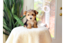 Best Yorkshire Terrier Baby