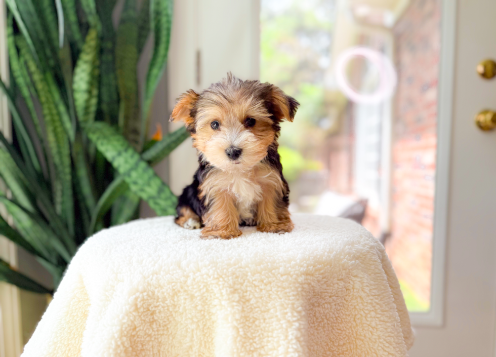 Best Yorkshire Terrier Baby