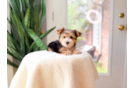 Cute Yorkshire Terrier Baby