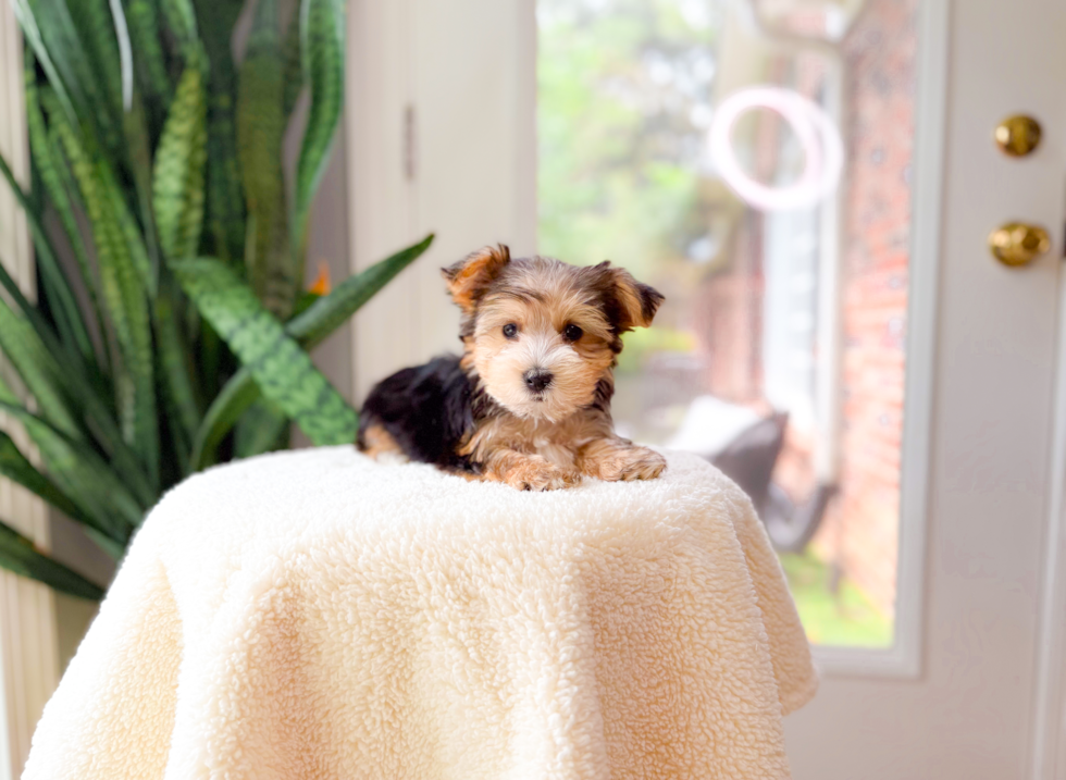 Cute Yorkshire Terrier Baby