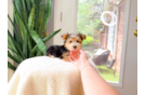 Cute Yorkshire Terrier Purebred Pup