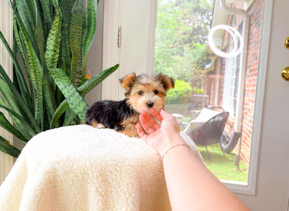 Cute Yorkshire Terrier Purebred Pup