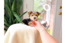 Cute Yorkshire Terrier Purebred Pup