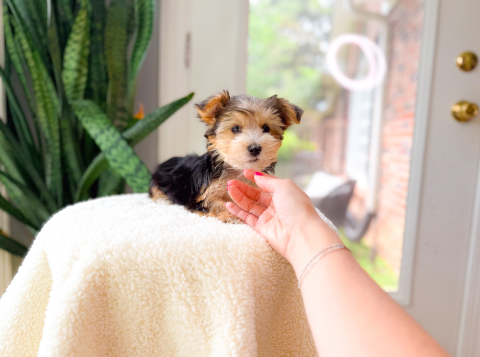 Cute Yorkshire Terrier Purebred Pup