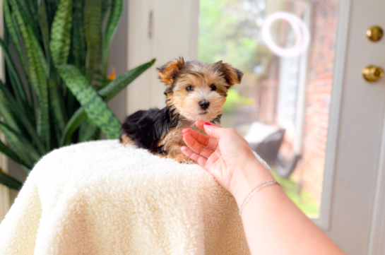 Cute Yorkshire Terrier Purebred Pup