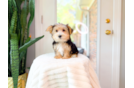 Cute Yorkie Purebred Puppy