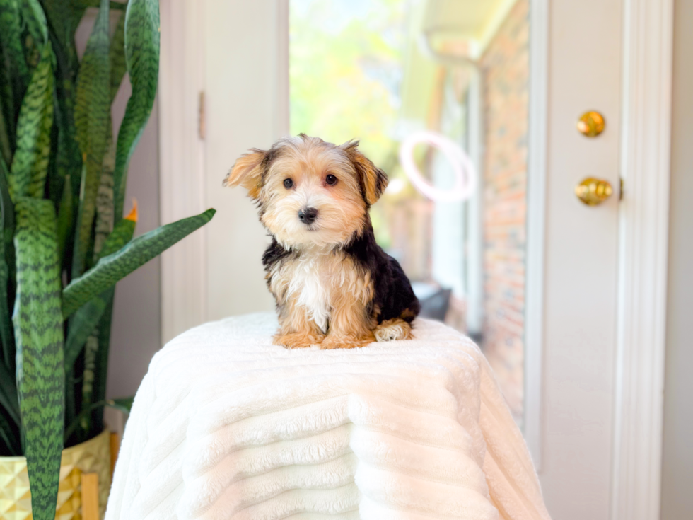 Cute Yorkie Purebred Puppy