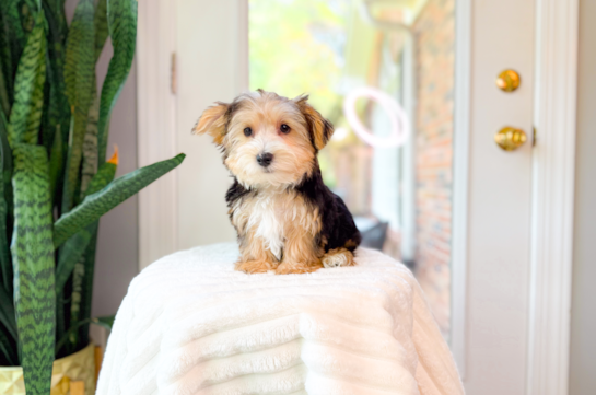 Cute Yorkie Purebred Puppy