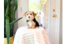 Best Yorkshire Terrier Baby