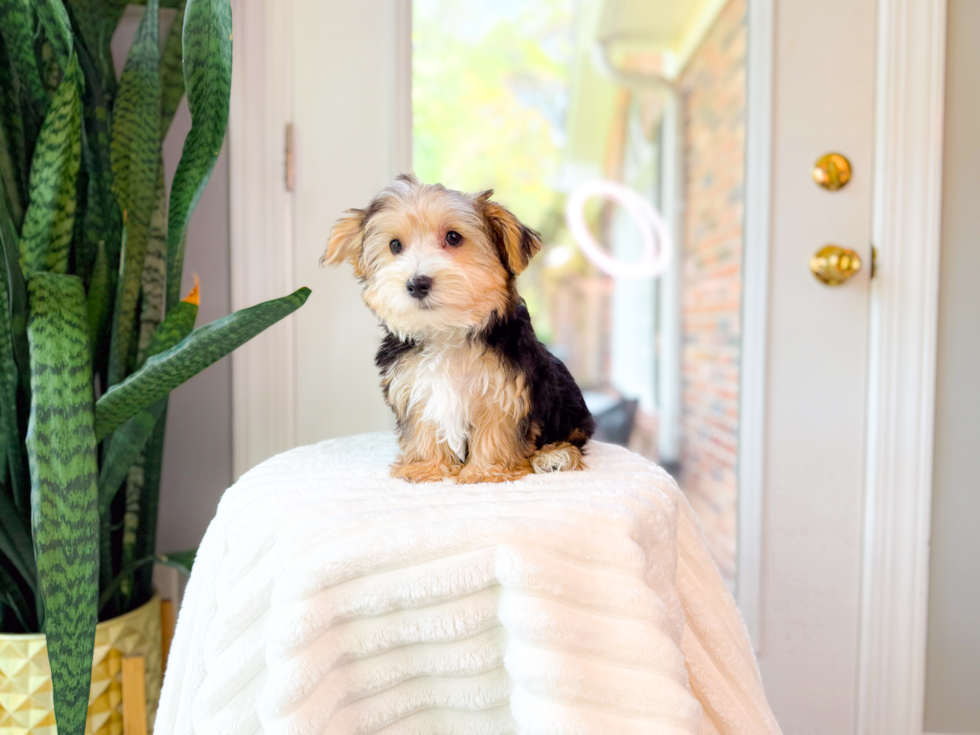 Best Yorkshire Terrier Baby