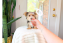 Yorkshire Terrier Puppy for Adoption